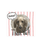 moving Dachshund（個別スタンプ：1）
