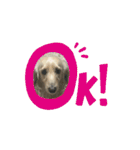 moving Dachshund（個別スタンプ：2）