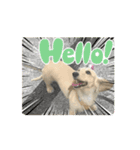 moving Dachshund（個別スタンプ：3）
