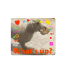 moving Dachshund（個別スタンプ：4）
