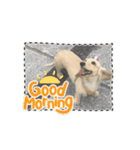 moving Dachshund（個別スタンプ：5）