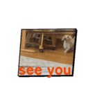 moving Dachshund（個別スタンプ：7）