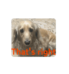 moving Dachshund（個別スタンプ：12）