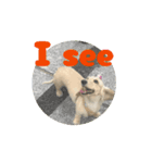 moving Dachshund（個別スタンプ：13）