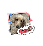 moving Dachshund（個別スタンプ：14）