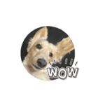 moving Dachshund（個別スタンプ：15）