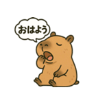 おっとりカピバラのやさしいスタンプ（個別スタンプ：1）