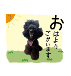かわいいわんこ㉖黒トイプー❤毎日使える（個別スタンプ：2）