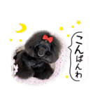 かわいいわんこ㉖黒トイプー❤毎日使える（個別スタンプ：3）