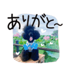 かわいいわんこ㉖黒トイプー❤毎日使える（個別スタンプ：11）