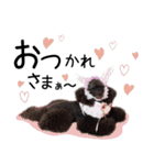 かわいいわんこ㉖黒トイプー❤毎日使える（個別スタンプ：17）