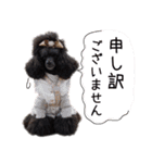 かわいいわんこ㉖黒トイプー❤毎日使える（個別スタンプ：18）