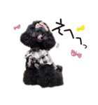 かわいいわんこ㉖黒トイプー❤毎日使える（個別スタンプ：26）