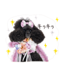 かわいいわんこ㉖黒トイプー❤毎日使える（個別スタンプ：36）