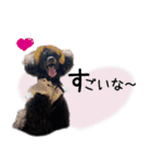 かわいいわんこ㉖黒トイプー❤毎日使える（個別スタンプ：37）