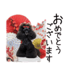 かわいいわんこ㉖黒トイプー❤毎日使える（個別スタンプ：38）
