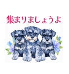 水彩スタンプミニチュア・シュナウザー（個別スタンプ：24）