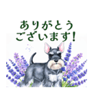水彩スタンプミニチュア・シュナウザー（個別スタンプ：27）