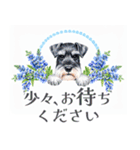 水彩スタンプミニチュア・シュナウザー（個別スタンプ：36）