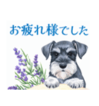 水彩スタンプミニチュア・シュナウザー（個別スタンプ：40）