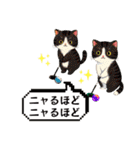 【グランドゴルフの仲間たち】ニャンコver.（個別スタンプ：9）
