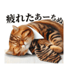 お父さん猫（個別スタンプ：16）