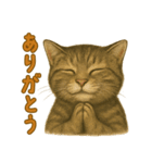 【無難に使える】子猫のスタンプ（個別スタンプ：1）