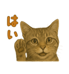 【無難に使える】子猫のスタンプ（個別スタンプ：7）