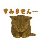 【無難に使える】子猫のスタンプ（個別スタンプ：13）