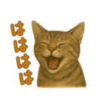 【無難に使える】子猫のスタンプ（個別スタンプ：25）