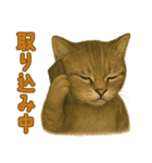 【無難に使える】子猫のスタンプ（個別スタンプ：30）