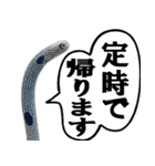 いざという時に使えるチンあなごスタンプ（個別スタンプ：8）