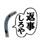 いざという時に使えるチンあなごスタンプ（個別スタンプ：11）