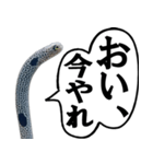 いざという時に使えるチンあなごスタンプ（個別スタンプ：16）