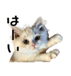 トニー家の「ピースちゃん」！（個別スタンプ：5）