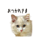 トニー家の「ピースちゃん」！（個別スタンプ：10）