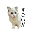 トニー家の「ピースちゃん」！（個別スタンプ：11）