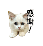 トニー家の「ピースちゃん」！（個別スタンプ：13）