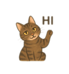 茶色猫、英語バージョン（個別スタンプ：4）
