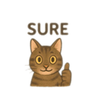 茶色猫、英語バージョン（個別スタンプ：12）