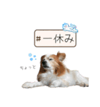 王子くん 最新（個別スタンプ：11）