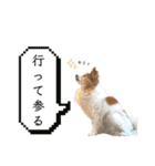 王子くん 最新（個別スタンプ：29）