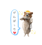 王子くん 最新（個別スタンプ：34）