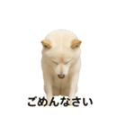 白芝(日常)（個別スタンプ：5）
