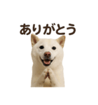 白芝(日常)（個別スタンプ：9）