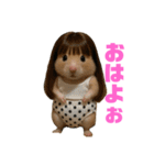 ハムハムの日常5（個別スタンプ：1）