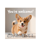 感情ゆたか！コーギー子犬スタンプ（個別スタンプ：6）