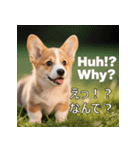 感情ゆたか！コーギー子犬スタンプ（個別スタンプ：9）