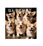 感情ゆたか！コーギー子犬スタンプ（個別スタンプ：11）