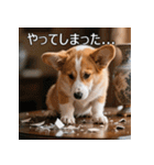 感情ゆたか！コーギー子犬スタンプ（個別スタンプ：12）